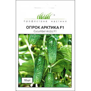 АРКТИКА F1 / АРЕНА F1 насіння огірка, 10 насінин — партенокарпічний, ранній (36-40 днів) NongWoo Bio, фото 2