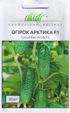 АРКТИКА F1 / АРЕНА F1 насіння огірка, 50 насіння — партенокарпічний, ранній (36-40 днів) NongWoo Bio, фото 2