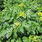 Сидерат 50 г Гірчиця біла Gl Seeds, фото 3