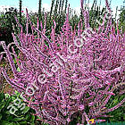 Лімоніум Суворова 0.1 г Gl Seeds, фото 4