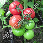 Томат Апетитний 0.1 г Gl Seeds, фото 3