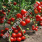 Томат Київський ранній 139 0.25 г, фото 3