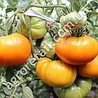 Томат Клондайк 0.1 г Gl Seeds, фото 2