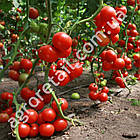 Томат Незалежний 0.15 г Gl Seeds, фото 4