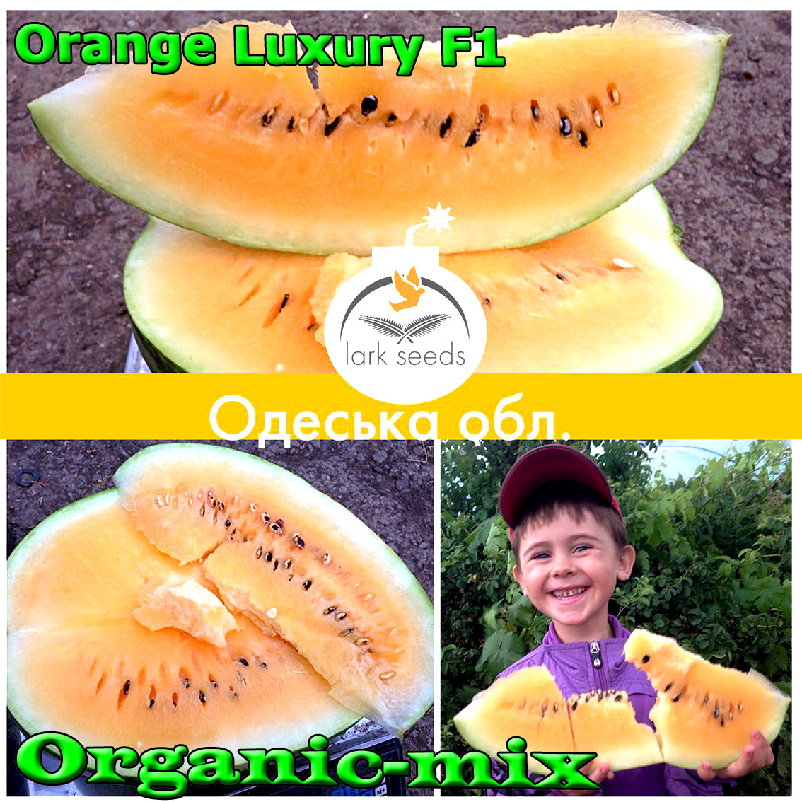 Насіння кавуна з помаранчевою (жовтою) м'якоттю Оранж Лакшері F1 / Orange Luxury F1 , LARK SEEDS (США), 500 насінин