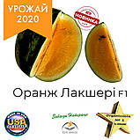 Насіння кавуна з помаранчевою (жовтою) м'якоттю Оранж Лакшері F1 / Orange Luxury F1 , LARK SEEDS (США), 1000 насінин, фото 5