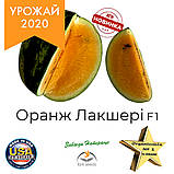 Насіння кавуна з помаранчевою (жовтою) м'якоттю Оранж Лакшері F1 / Orange Luxury F1 , LARK SEEDS (США), 500 насінин, фото 4