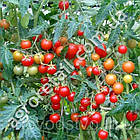 Томат Спокуса 0.1 г Gl Seeds, фото 3