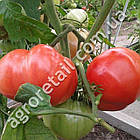Томат Диво землі 0.1 г Gl Seeds, фото 3