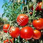 Томат Ефемер 0.25 г Gl Seeds, фото 2