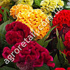Целозія Аміго мікс 10 шт Gl Seeds, фото 3