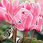 Цикламен Розмарі F1 5 шт Gl Seeds, фото 2