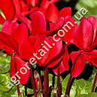 Цикламен Перла фон целендорф F1 5 шт Gl Seeds, фото 3