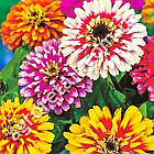 Цинія Карусель 0.25 г Gl Seeds, фото 3