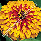 Цинія Свізл Скарлет Єлоу F1 5 шт Gl Seeds, фото 3