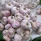 Часник Любаша 2 г Gl Seeds, фото 3
