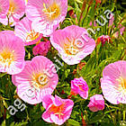 Енотера Анабелла роуз F1 0.15 г Gl Seeds, фото 3