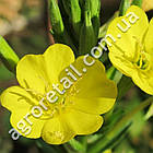 Енотера Сольвейг F1 0.2 г Gl Seeds, фото 3