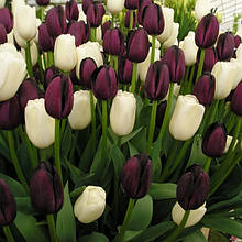 Набір цибулин тюльпанів Чорно-білий 7 цибулин