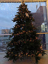 Ялина 2,30 м Abies Nordmann de Luxe зелена УЦІНКА, фото 4