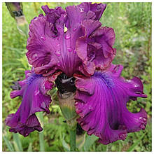 Ірис бородатий