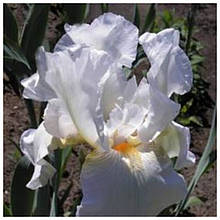 Ірис бородатий Ельбрус Алмазний