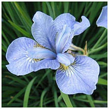 Ірис сибірський блакитний