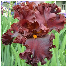 Ірис бородатий Unforgettable fire