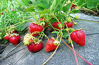 Використовуємо агроволокно при вирощуванні полуниці