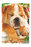 Блокноти на спіралі та у твердій картонній обкладинці