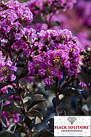 Лагерстремія  "Purely Purple".
Lagerstroemia indica B. S. "Purely Purple".