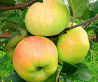 Саженец яблони "Пепинка" осенний сорт