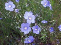 Семена цветов Лен голубой