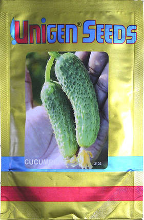 Грін Пік F1 насіння огірка, 1000 насіння — партенокарпічний, ранній (35-40 днів), запаковано 2015 г. УЦІНКА, фото 2