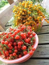 Томат Смородина жовта 0,1г ТМ Насіння України