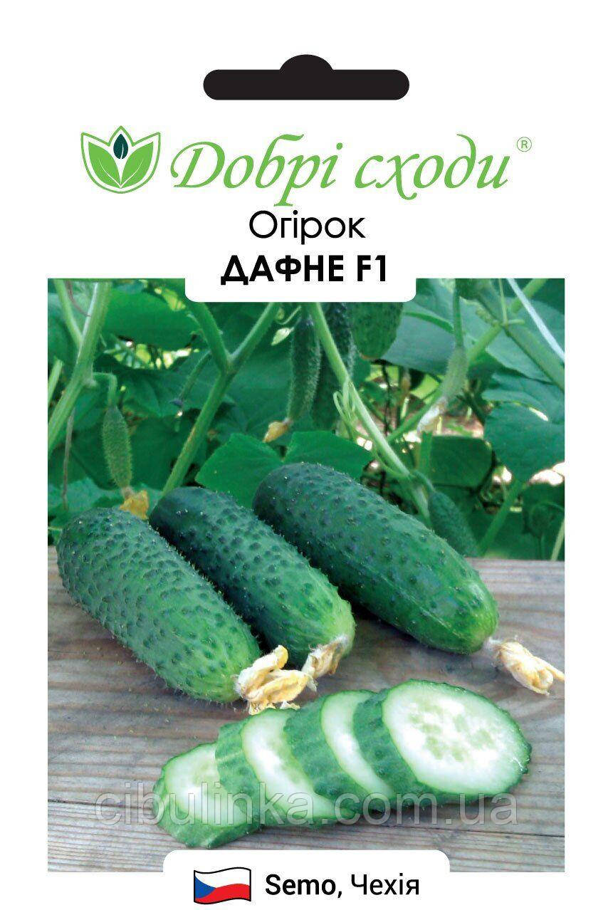 Огірок Дафне F1 Semo/Чехія 10 шт, фото 1