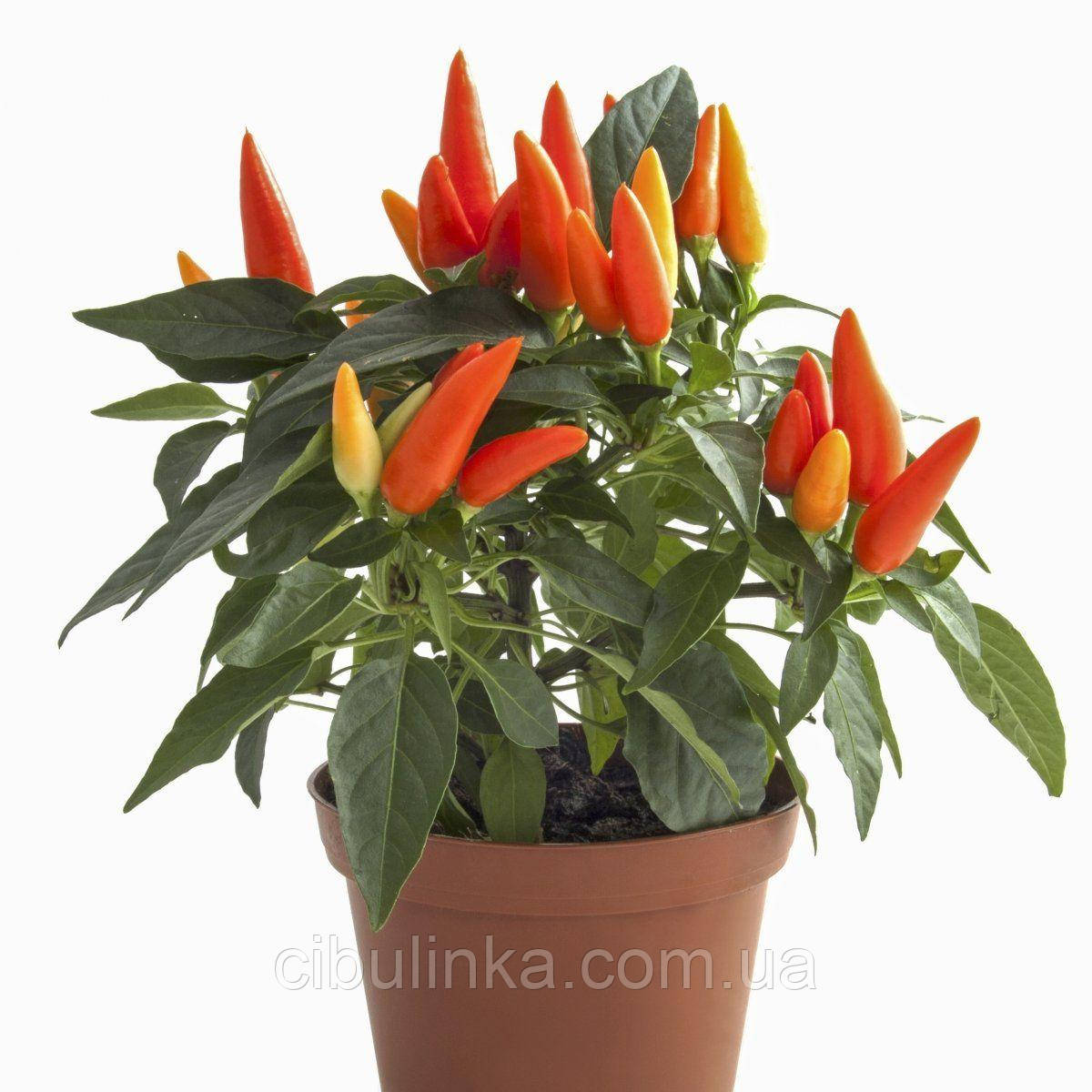 Перець декоративний Оранж Вандер Hem Zaden/Нідерланди 0,1 г, фото 1