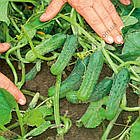 Профсемена. Насіння огірок Пучині F1 (кімнатне) 10 шт., фото 2