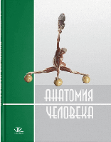 Анатомия человека. 2-е изд. // Черкасов В.Г., Кравчук С.Ю.