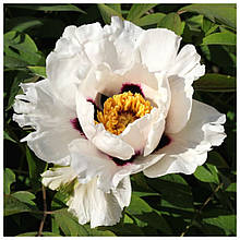 Півонія деревоподібна біла