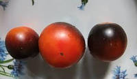 Семена томата Голубой апельсин