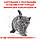 Корм для кошенят породи Британська короткошерста ROYAL CANIN KITTEN BRITISH SHORTHAIR 0.4 кг, фото 6