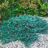 Саженцы Можжевельника горизонтального Блю Чип (Juniperus horizontalis Blue Chip)