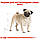 Корм для дорослих собак породи Мопс ROYAL CANIN PUG ADULT 1.5 кг, фото 3