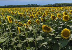 Насіння соняшника ЄС Регата