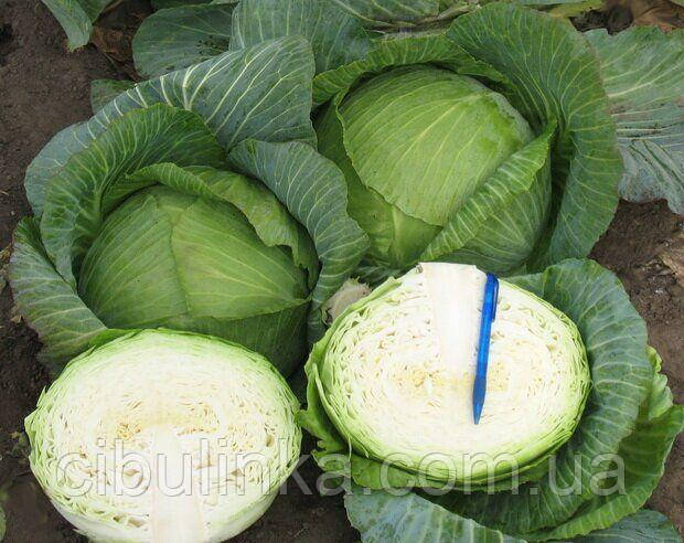 Капуста Мегатон F1 Bejo Zaden 20 шт, фото 1