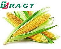 Насіння кукурудзи RAGT ЕККЗЕМПЛЯР (ФАО 400)