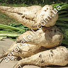 Буряк Авторитет 20 г Gl Seeds, фото 3