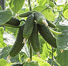 Огірок Амант F1 10 шт., фото 2