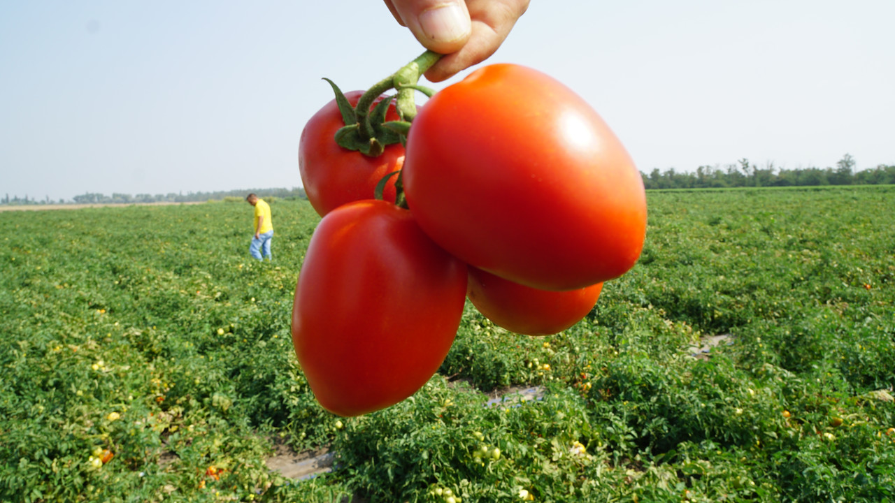 Діно F1 томат детерм 1000нас Clause, фото 1